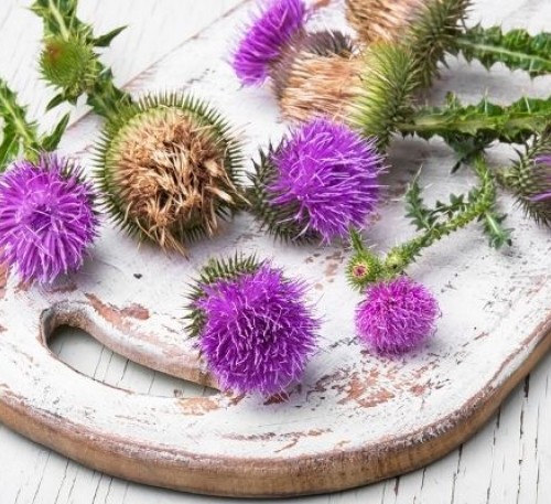 Blessed Milk Thistle 